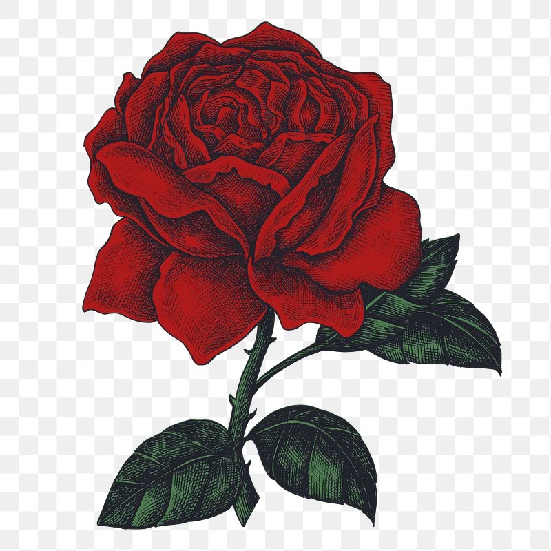 Rose Images | Free HD Backgrounds, PNGs, Vector Graphics, Illustrations ...